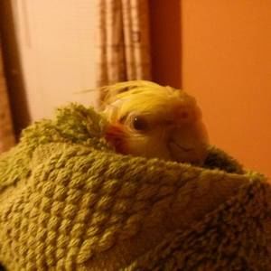 Meet your Posher, Sezgin